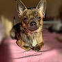 animal, bulldog, canine, chihuahua, dog, frenchbulldog, pet, puppy, terrier