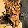 cat, tabby, licking, kitchen, counter, whiskers, close_up, sunlight, golden_eyes, fur, pet, animal, domestic, indoor, curious, feline, portrait, striped, cute, warm_light