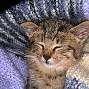 Titi a rejoint le concours — aidez-le/la à gagner de superbes lots ! kitten, cat, tabby, sleeping, cozy, knitted_blanket, purple, white, blue, fur, pet, animal, cute, closeup, whiskers, paw, soft, resting, domestic_cat, young