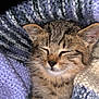 kitten, cat, tabby, sleeping, cozy, knitted_blanket, purple, white, blue, fur, pet, animal, cute, closeup, whiskers, paw, soft, resting, domestic_cat, young