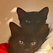 Puma joined the competition — help win amazing prizes! animal, black_cat, cat, closeup, companion, cozy, cute, ears, eyes, fabric, feline, fur, indoor, pets, resting, snuggling, soft_lighting, two_cats, warm_colors, whiskers