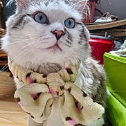 Mochi participe au concours pour gagner de l'argent avec cette photo : blue_eyes, bow_scarf, cat, closeup, cozy, curious, cute, decor, domestic_cat, feline, fluffy, gray_fur, household_items, indoor, pet, portrait, sitting, whiskers, white_fur, wooden_floor