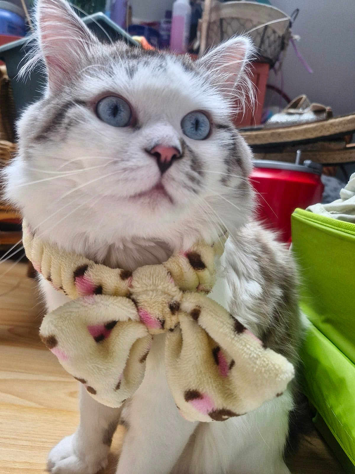 Mochi