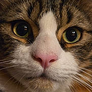 Caramel participe au concours pour gagner de l'argent avec cette photo : cat, close_up, face, fur, whiskers, pink_nose, green_eyes, pet, animal, cute, tabby, domestic_cat, mammal, portrait, feline, nose, eyes, closeup, expression