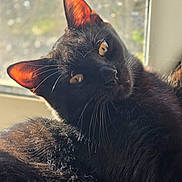 Catzan a rejoint le concours — aidez-le/la à gagner de superbes lots ! cat, black_cat, animal, pet, fur, whiskers, ears, yellow_eyes, window, sunlight, indoor, resting, close_up, portrait, mammal, cute, feline, domestic_cat, relaxed, soft_light