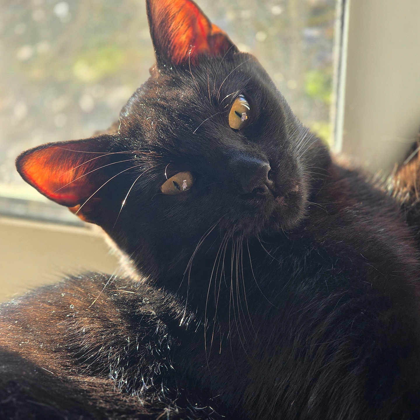 Catzan a rejoint le concours — aidez-le/la à gagner de superbes lots ! animal, black_cat, cat, close_up, cute, domestic_cat, ears, feline, fur, indoor, mammal, pet, portrait, relaxed, resting, soft_light, sunlight, whiskers, window, yellow_eyes