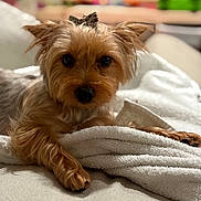 Billie joined the competition — help win amazing prizes! dog, pet, cute, small_dog, bow, fur, blanket, soft, cozy, indoor, relaxed, close_up, animal, mammal, canine, portrait, laying_down, brown_fur, adorable, comfortable