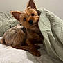 Billie is registered to the contest to win money with this photo: dog, small_dog, yorkshire_terrier, bed, blanket, indoor, pet, fur, ears, cute, curious, tilted_head, canine, cozy, resting, looking_at_camera, domestic_animal, sleepy, comfort, animal