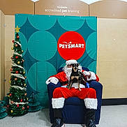 Dawson is registered to the contest to win money with this photo: animal, beard, boots, celebration, chair, christmas_tree, costume, decorations, dog, event, festive, floor, hat, holiday, indoor, leash, person, pet_smart, santa_claus, wall