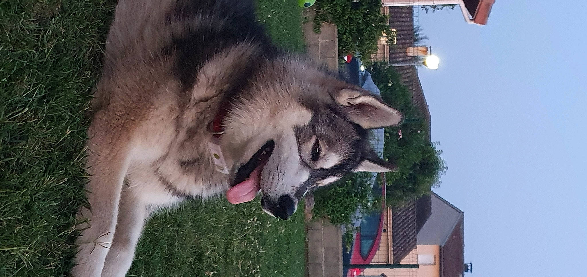 Ryder a rejoint le concours — aidez-le/la à gagner de superbes lots ! canidae, canis, carnivore, collar, dog, dog_breed, fawn, fur, jaw, pet_supply, pole, sky, sled_dog, snout, sporting_group, tail, tree, vertebrate, window, working_animal