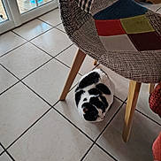 Minie participe au concours pour gagner de l'argent avec cette photo : animal, black_and_white, cat, chair, colorful, cozy, daylight, domestic_cat, fur, furniture, home, indoor, looking_up, lying_down, patchwork, pet, sitting, tiled_floor, whiskers, window