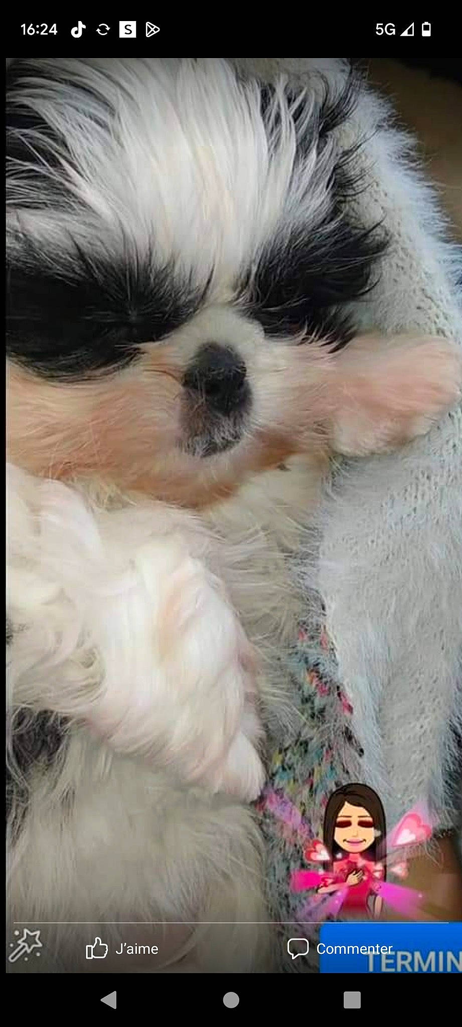 Luna participe au concours pour gagner de l'argent avec cette photo : canidae, carnivore, close_up, companion_dog, dog, dog_breed, event, fawn, fur, head, liver, maltepoo, puppy, shih_tzu, snout, sporting_group, tail, toy_dog, whiskers, working_animal