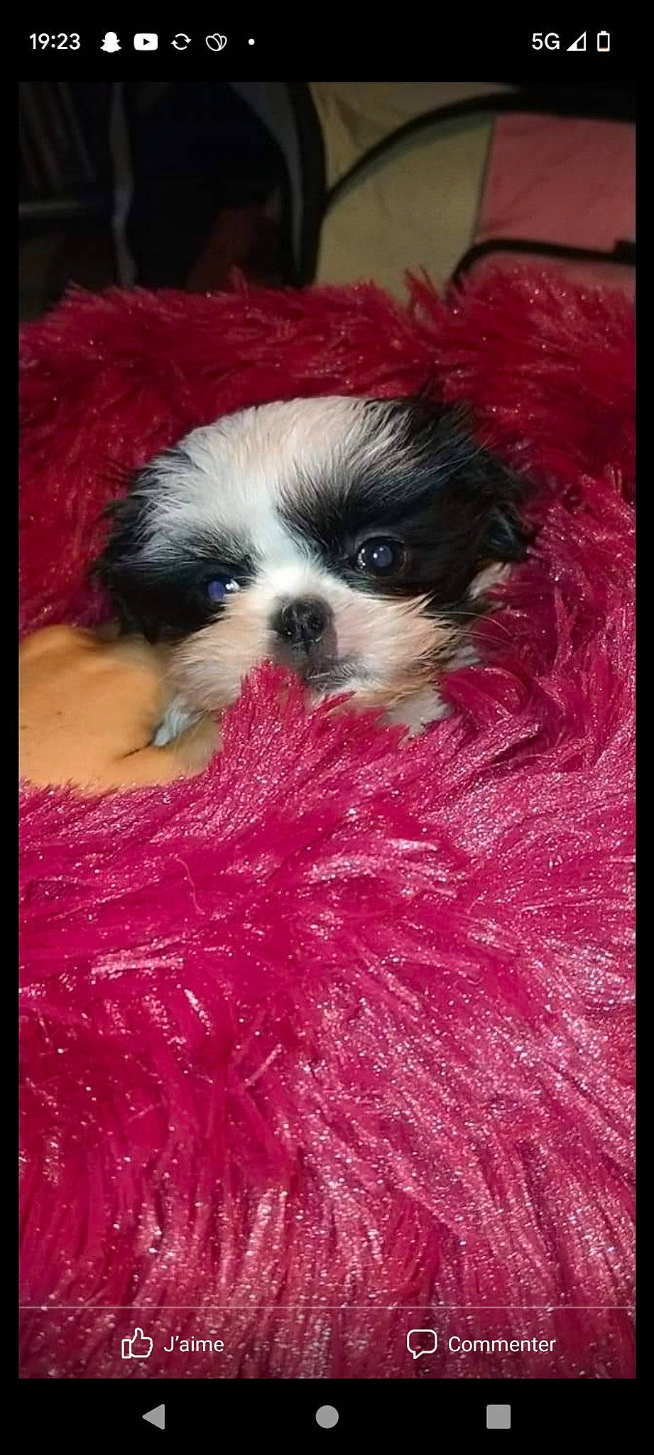 Luna participe au concours pour gagner de l'argent avec cette photo : canidae, carnivore, cocktail_dress, companion_dog, dog, dog_breed, dog_supply, fawn, fur, liver, magenta, non_sporting_group, pet_supply, pink, puppy, snout, sporting_group, terrestrial_animal, toy_dog, working_animal