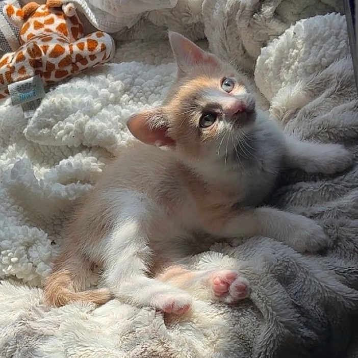 Kooper is registered to the contest to win money with this photo: kitten, cat, plush_toy, giraffe, blanket, soft_texture, sunlight, cozy, cute, pet, feline, animal, indoor, resting, fur, paw, curious, young, adorable, comfort