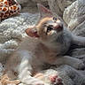 Kooper is registered to the contest to win money with this photo: kitten, cat, pet, animal, feline, cute, cozy, blanket, soft, sunlight, indoor, relaxing, fur, whiskers, pink_paws, curious, young, small, resting, comfortable