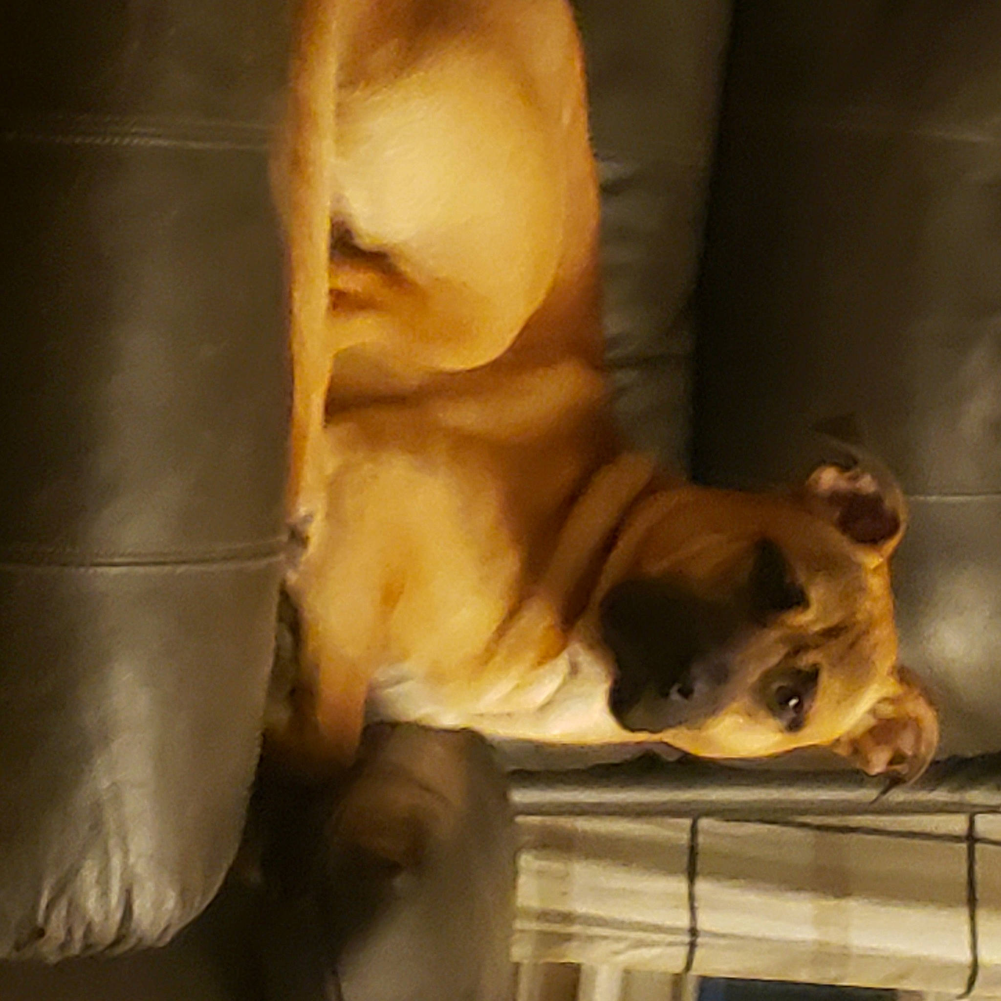 Koda James is registered to the contest to win money with this photo: art, canidae, carnivore, comfort, companion_dog, dog, dog_breed, ear, fawn, fur, non_sporting_group, paw, puppy, snout, sporting_group, toy_dog, visual_arts, whiskers, wood, working_animal