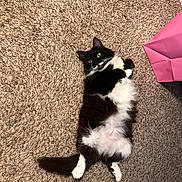 Oreo is registered to the contest to win money with this photo: animal, belly_up, black_and_white, carpet, cat, cute, feline, fluffy, fur, home, indoors, lying_down, paws, pet, pink_object, portrait, tail, tuxedo_cat, whiskers, yellow_eyes