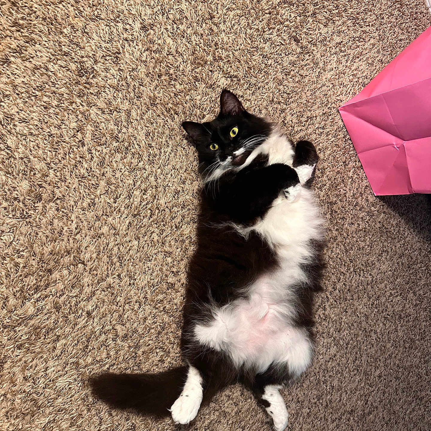 Oreo
