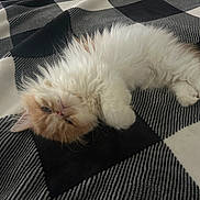 Cocco is registered to the contest to win money with this photo: animal, bed, bedroom, blanket, cat, cream_color, face, fluffy, indoor, kitten, long_hair, lying_down, pet, pink_nose, plaid, portrait, relaxed, sleeping, whiskers, white_fur