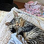 cat, tabby, sleeping, blanket, bed, cozy, indoor, feline, fur, resting, animal, cute, pet, soft, nap, striped, whiskers, ears, comfort, peaceful