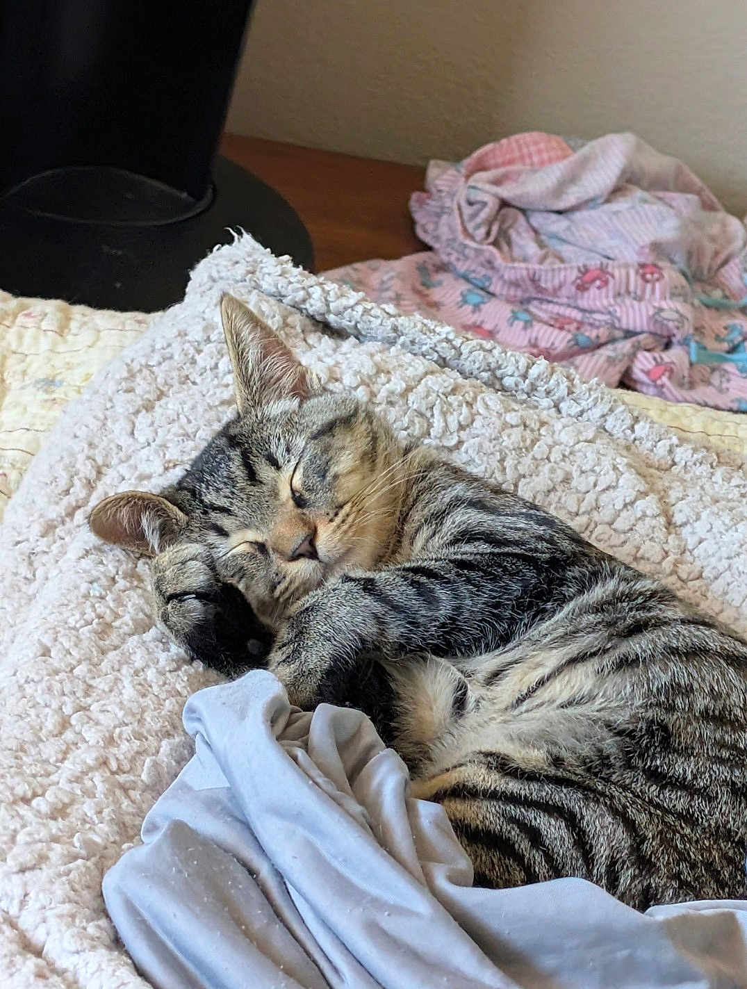 James joined the competition — help win amazing prizes! cat, tabby, sleeping, blanket, bed, cozy, indoor, feline, fur, resting, animal, cute, pet, soft, nap, striped, whiskers, ears, comfort, peaceful