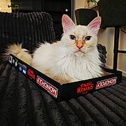 Lulu joined the competition — help win amazing prizes! cat, fluffy, white_cat, blue_eyes, monopoly, board_game, box, pet, indoor, furniture, blanket, cozy, relaxed, animal, cute, closeup, portrait, sitting, home, living_room