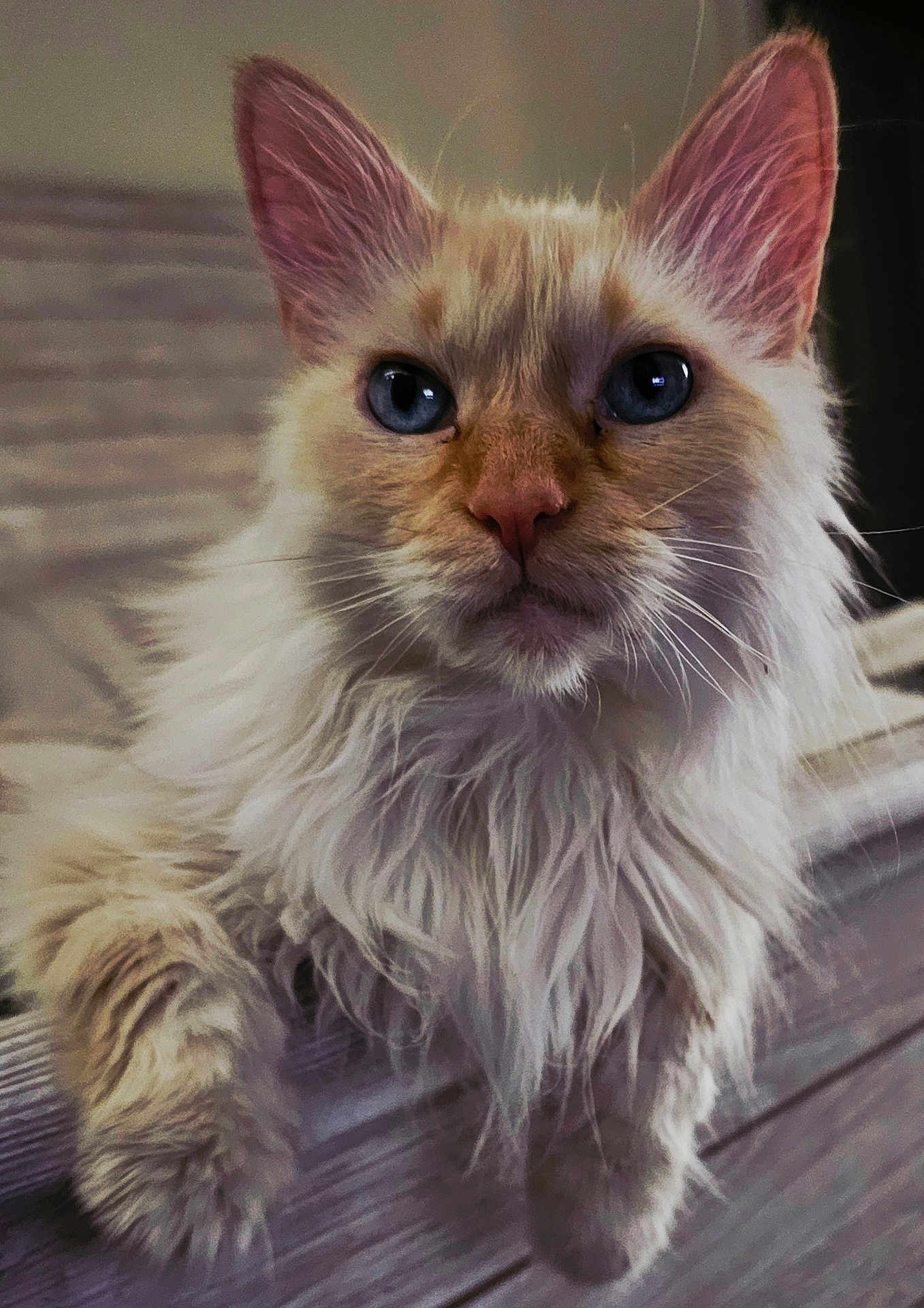 Lulu joined the competition — help win amazing prizes! cat, fluffy, blue_eyes, pet, animal, feline, close_up, whiskers, indoor, wooden_floor, fur, portrait, cute, relaxed, domestic_animal, mammal, ears, face, paws