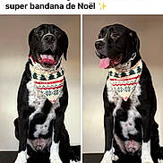 Scott participe au concours pour gagner de l'argent avec cette photo : animal, bandana, black_and_white, canine, christmas, companion, cute, dog, festive, fur, grooming, happy, holiday, indoor, pet, portrait, sitting, smile, studio, tongue_out