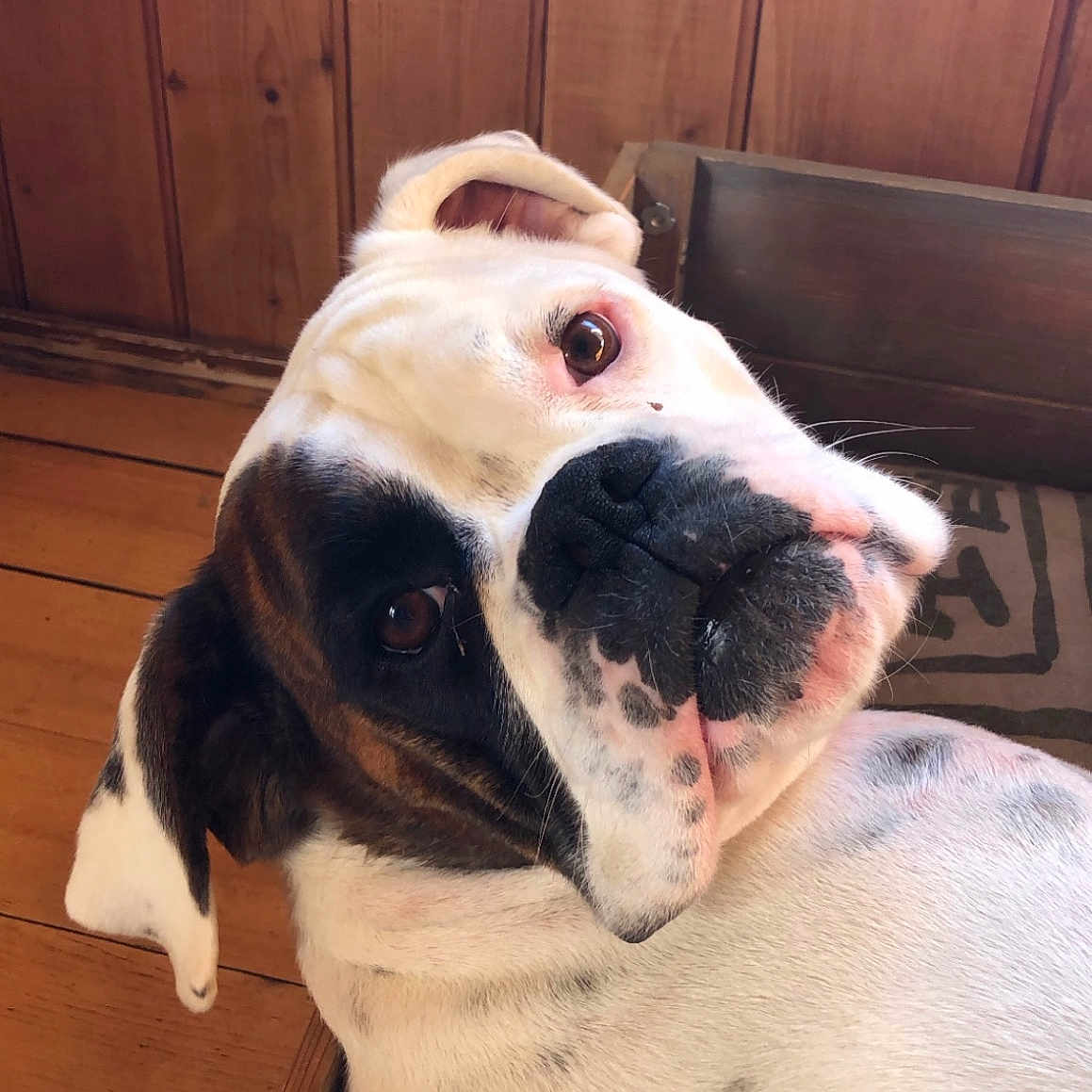 Lila