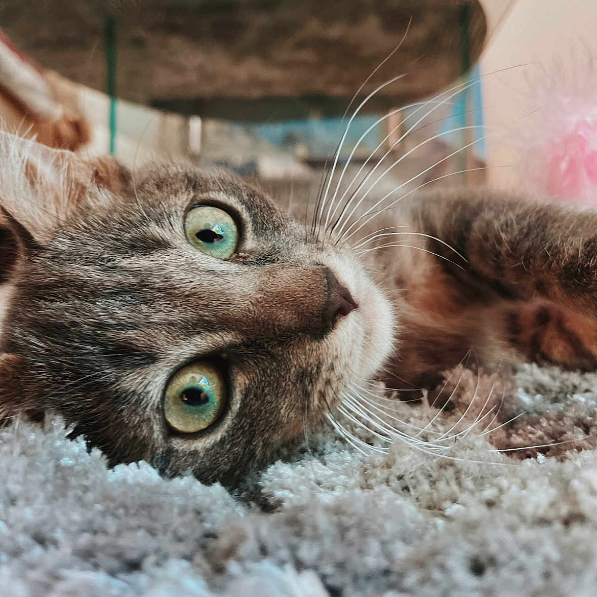 Tchiko a rejoint le concours — aidez-le/la à gagner de superbes lots ! abyssinian, animal, brasssection, cat, horn, kitten, manx, musicalinstrument, pet, siamese, snout
