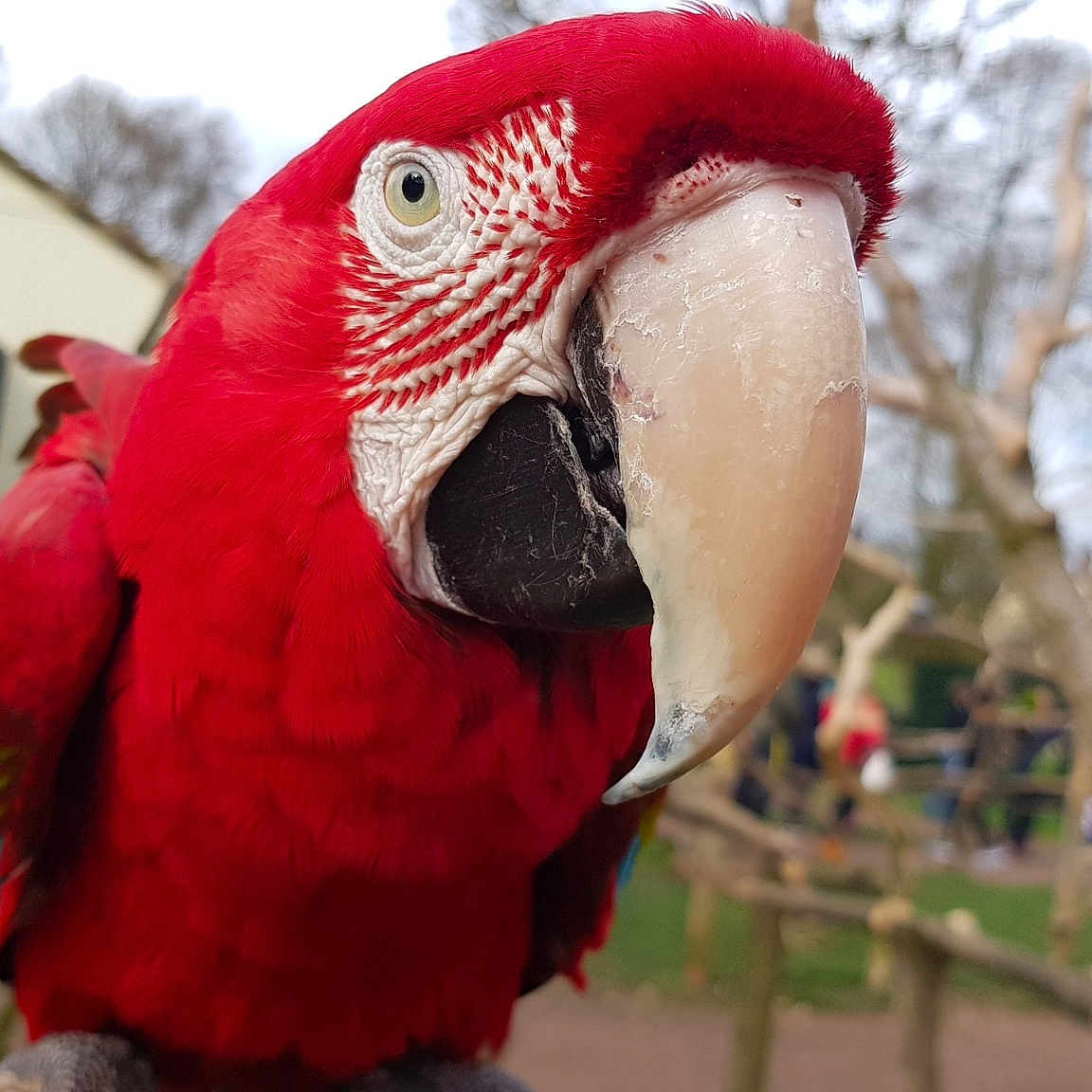 Victor joined the competition — help win amazing prizes! adaptation, beak, bird, budgie, close_up, eye, feather, lovebird, macaw, mouth, organism, parakeet, parrot, perico, vertebrate, wing