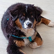 Loony a rejoint le concours — aidez-le/la à gagner de superbes lots ! dog, puppy, bernese_mountain_dog, tri_color, fluffy, long_hair, lying_down, indoor, floor, wood_floor, pet, collar, leash, turquoise, brown_fur, black_fur, white_fur, paws, portrait, date_stamp