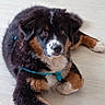 dog, puppy, bernese_mountain_dog, tri_color, fluffy, long_hair, lying_down, indoor, floor, wood_floor, pet, collar, leash, turquoise, brown_fur, black_fur, white_fur, paws, portrait, date_stamp