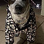 Moo is registered to the contest to win money with this photo: dog, animal, pet, clothing, jacket, gold_chain, black_and_white, speckled, outdoor, night, concrete, paws, ears, canine, portrait, standing, cute, pattern, fashion, looking