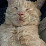 Rooney is registered to the contest to win money with this photo: cat, orange_tabby, sleeping, fluffy, whiskers, close_up, relaxed, pet, feline, cute, domestic_cat, fur, animal, nap, mouth_open, resting, indoor, cozy, soft, portrait