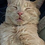 cat, orange_tabby, sleeping, fluffy, whiskers, close_up, relaxed, pet, feline, cute, domestic_cat, fur, animal, nap, mouth_open, resting, indoor, cozy, soft, portrait