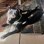 Jd is registered to the contest to win money with this photo: dog, black_dog, green_collar, lying_down, sunlight, rug, indoor, tile_floor, curious, pet, canine, animal, relaxed, ears_up, shadow, home, flooring, domestic_animal, bright_light, looking_up