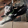 dog, black_dog, green_collar, lying_down, sunlight, rug, indoor, tile_floor, curious, pet, canine, animal, relaxed, ears_up, shadow, home, flooring, domestic_animal, bright_light, looking_up