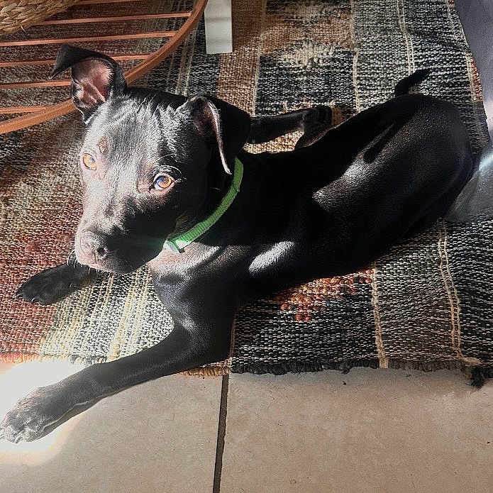 Jd is registered to the contest to win money with this photo: dog, black_dog, green_collar, lying_down, sunlight, rug, indoor, tile_floor, curious, pet, canine, animal, relaxed, ears_up, shadow, home, flooring, domestic_animal, bright_light, looking_up