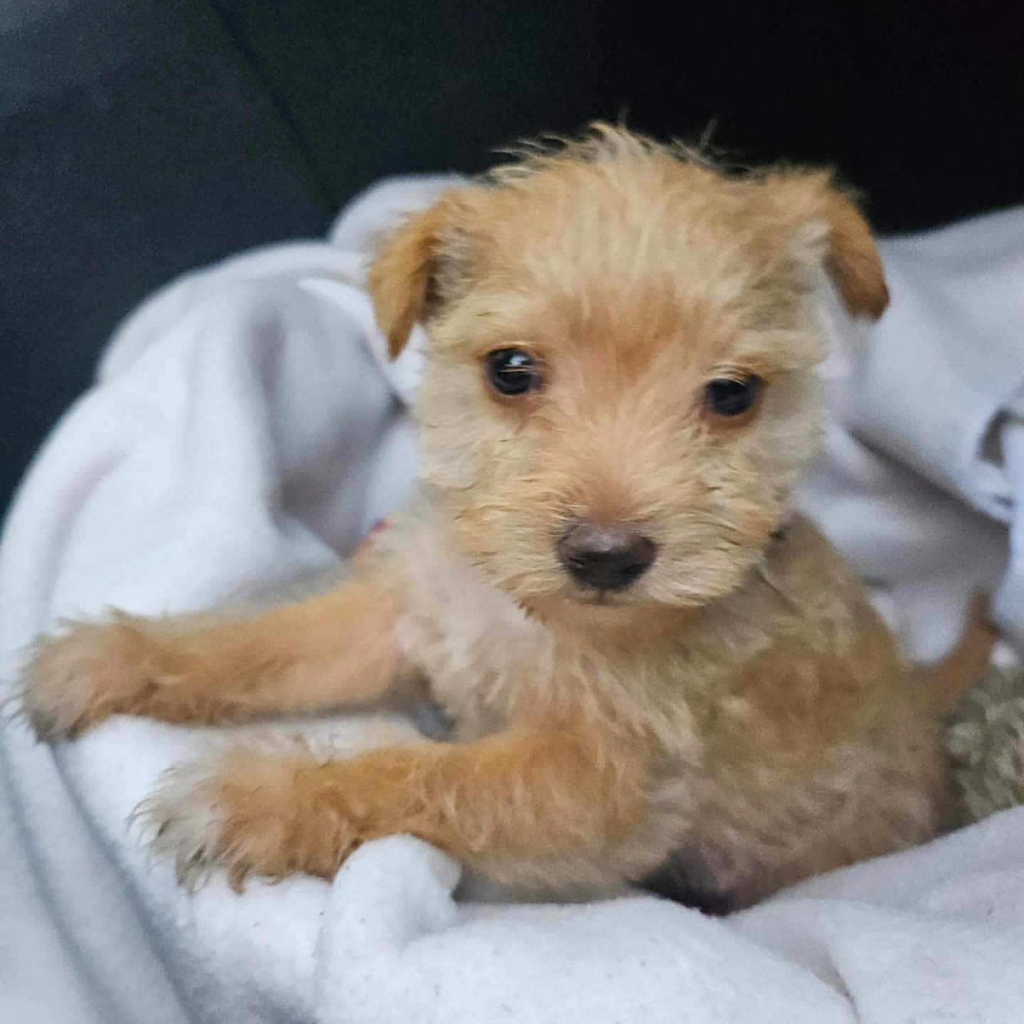 Wodka participe au concours pour gagner de l'argent avec cette photo : animal, blanket, canine, dog, pet, poodle, puppy, terrier