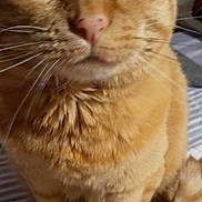 Esther joined the competition — help win amazing prizes! cat, orange_tabby, pet, close_up, feline, whiskers, fur, animal, domestic, sitting, bed, indoor, cute, mammal, tail, paws, striped, closeup, portrait, furry