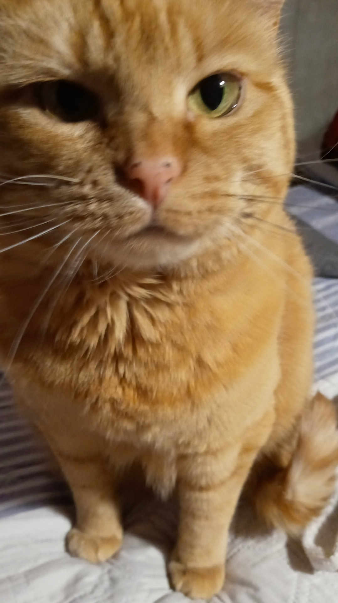 Esther joined the competition — help win amazing prizes! cat, orange_tabby, pet, close_up, feline, whiskers, fur, animal, domestic, sitting, bed, indoor, cute, mammal, tail, paws, striped, closeup, portrait, furry