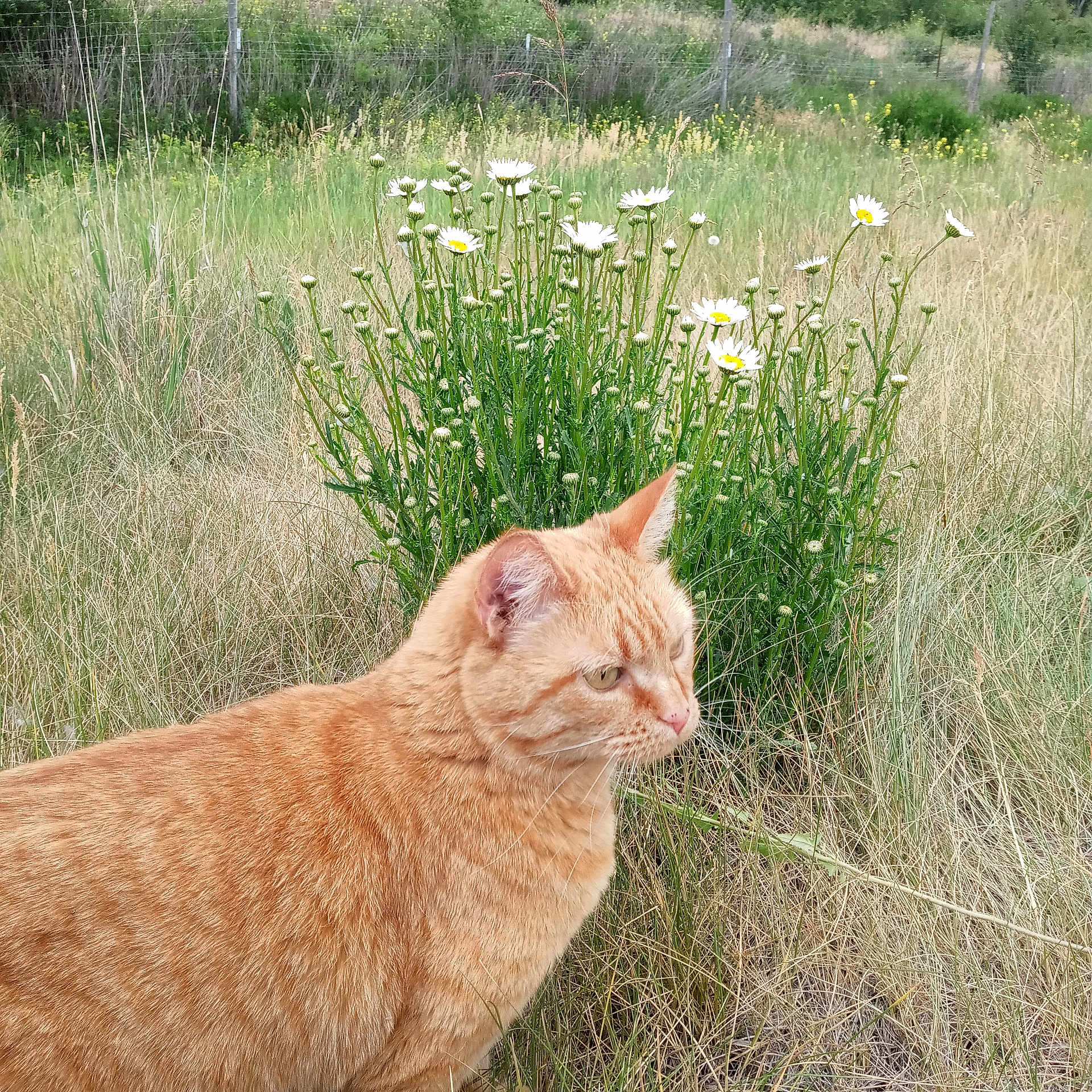 Ruthie