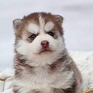Abysse participe au concours pour gagner de l'argent avec cette photo : animal, blanket, blue_eyes, canine, close_up, cute, dog, ears, face, fluffy, fur, gaze, nose, pet, portrait, puppy, whiskers, white_background, wooden_box, young