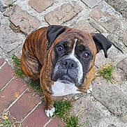 Shyva a rejoint le concours — aidez-le/la à gagner de superbes lots ! dog, brindle, boxer, pet, animal, sitting, outdoor, pavement, stone, brick, grass, cute, looking_up, face, ears, whiskers, fur, expression, canine, closeup