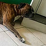 dog, brindle, floor, tile, indoor, resting, sleepy, pet, canine, paw, wall, door, step, relaxed, animal, brown, white, black, side_view, domestic
