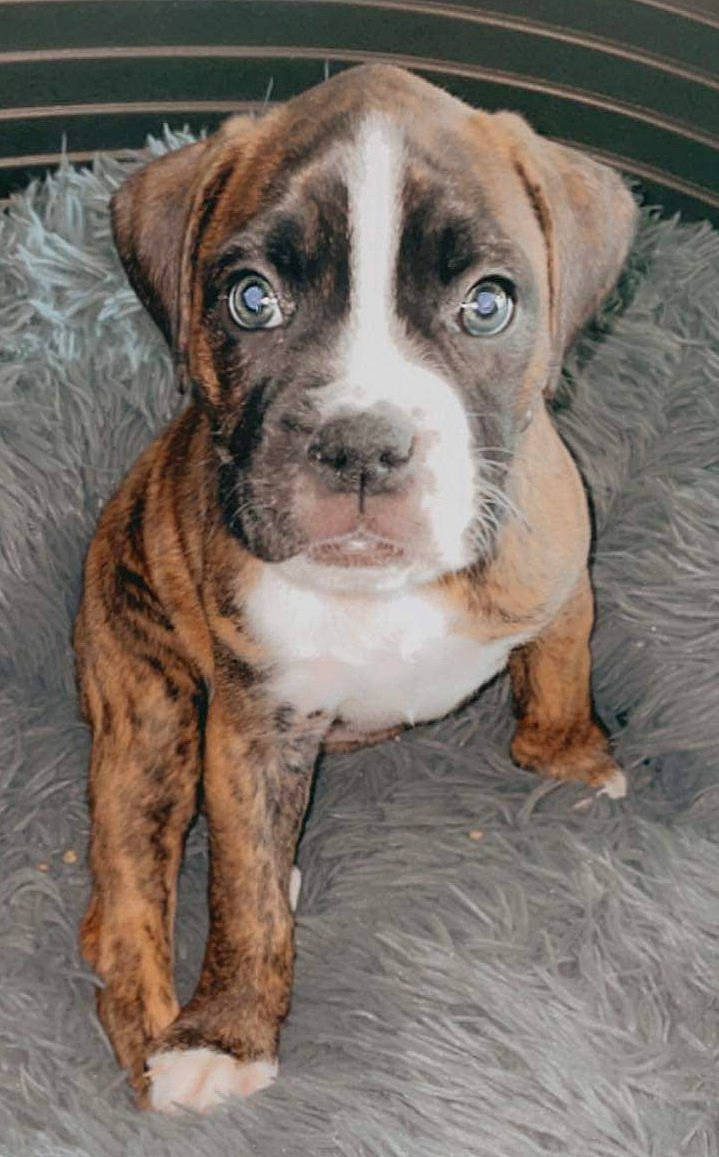 Shyva a rejoint le concours — aidez-le/la à gagner de superbes lots ! ancient_dog_breeds, canidae, carnivore, companion_dog, dog, dog_breed, fawn, fur, guard_dog, hunting_dog, molosser, non_sporting_group, puppy, snout, sporting_group, terrestrial_animal, whiskers, working_animal, working_dog