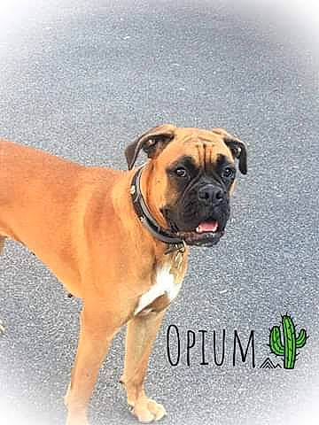 Opium