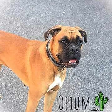 Opium