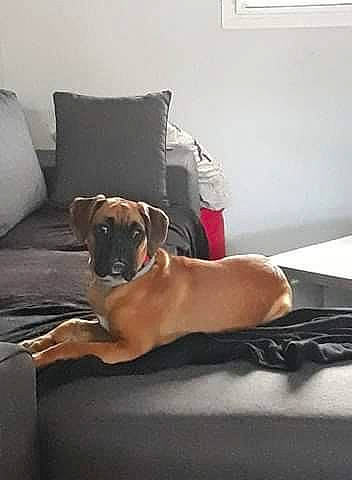 Opium participe au concours pour gagner de l'argent avec cette photo : canidae, carnivore, comfort, companion_dog, cushion, dog, dog_breed, dog_supply, fawn, grey, home, interior_design, linens, pet_supply, pillow, room, snout, throw_pillow, wall, working_animal
